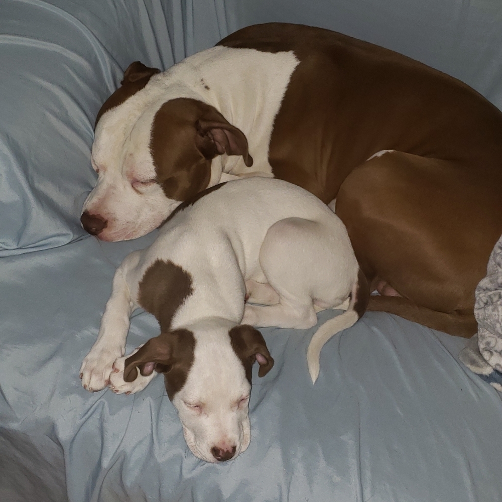 Meet your Posher, Dwan